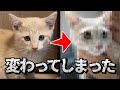 子猫を保護して2ヶ月たって変わりすぎてしまいました…