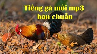 Tiếng gà trống rừng mp3
