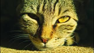 Basbausa (Official Music Video) Viral Tiktok Song