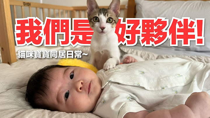 【好味小姐】我們是好夥伴！貓咪寶寶同居日常～｜好味貓日常191