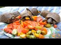 Cute Turtles LOVE Tomatoes!!!!
