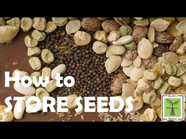 How To Store Seeds