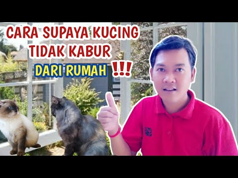 Video: Cara Menghentikan Kucing Terus Berkeliaran