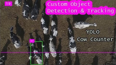 Counting Animals With Computer Vision | yolo custom object detection & object tracking