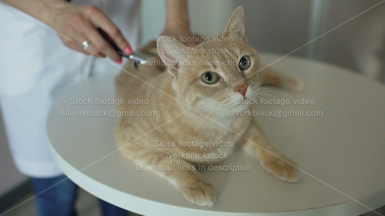 Closeup of Veterinarian woman with stethoscope examining cat in medical vet office