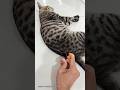 小猫咪还是不习惯这首歌!我要把这首歌设成我的手机铃声。