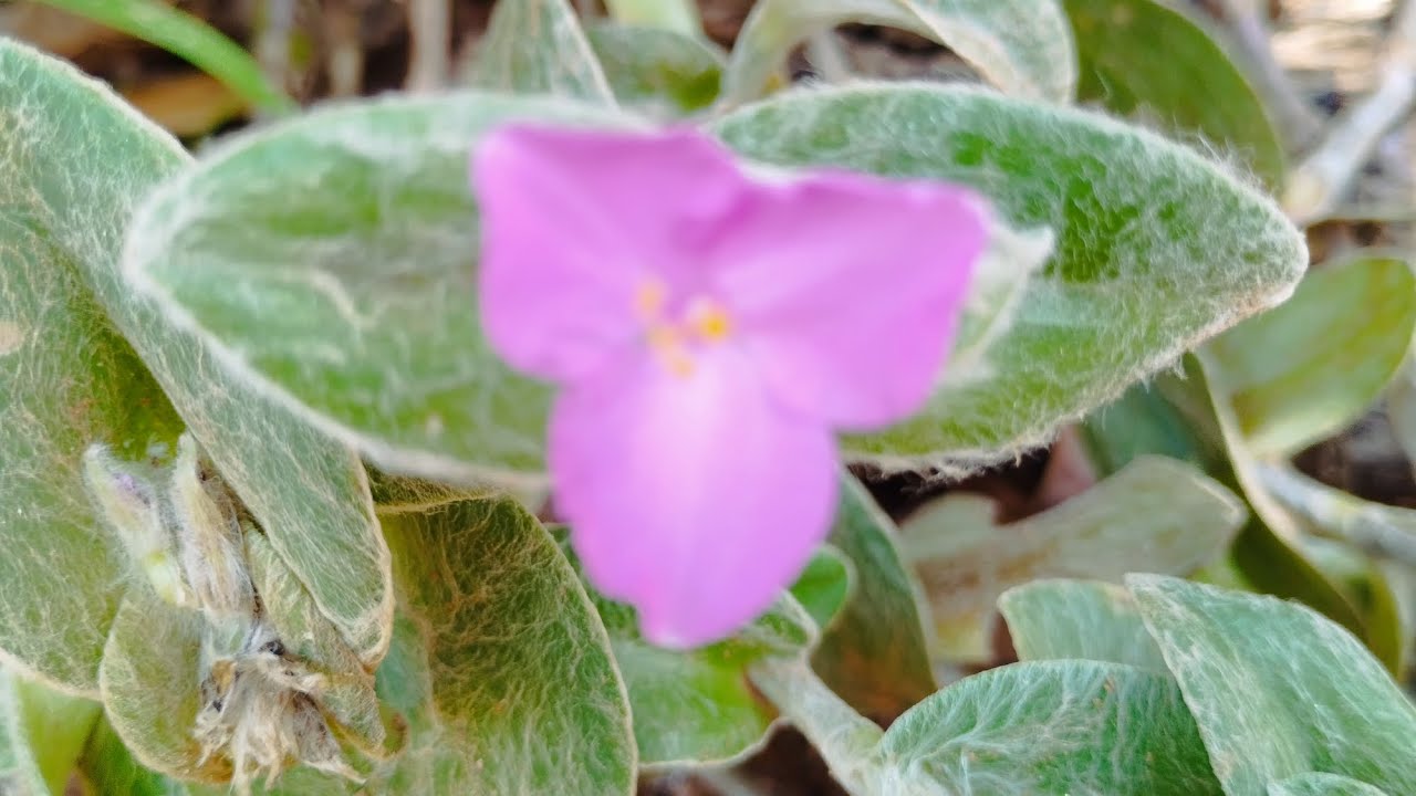 TRAPOERABA PELUDA VOCÊ CONHECE ESSA FLOR?
