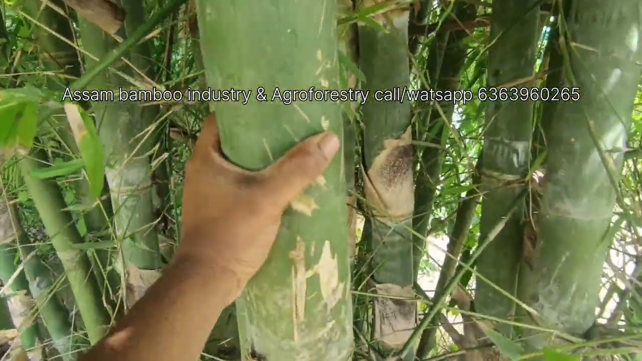 Bambusa tulda farming interested buyers|call 6363960265 #bambootree #bambusatuldaplants #bambooplant