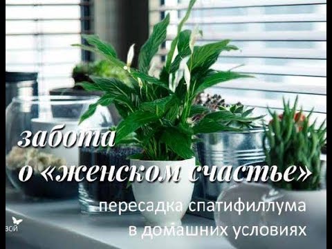 СПАТИФИЛЛУМ. КАК ПРАВИЛЬНО УХАЖИВАТЬ. ПОЛИВ.