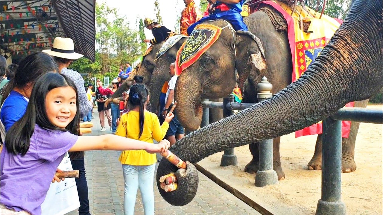 น้องชิลชิลให้อาหารช้าง  Elephant Show | อาหาร ช้างเนื้อหาที่เกี่ยวข้องที่มีรายละเอียดมากที่สุด