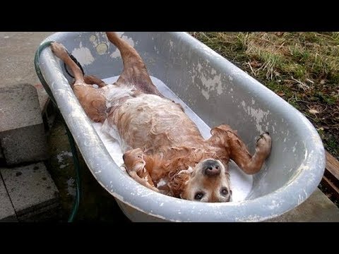 funny-dogs,-prepare-yourself-to-cry-with-laughter!---best-dog-videos