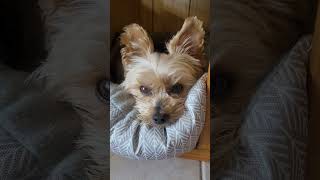 Yorkie's advice; how to avoid stress at work #funny #yorkshireterrier #stressrelief #yorkies
