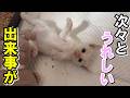 衰弱死寸前だった子猫に次々と嬉しい変化が起きています