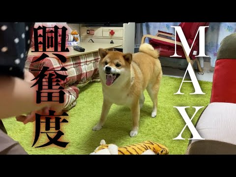 【柴犬の本性】興奮状態の柴犬は手に負えません
