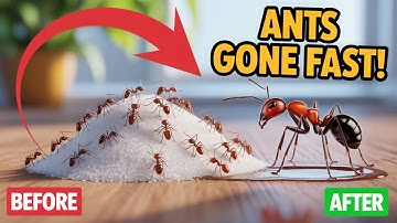 The SECRET to ELIMINATE LITTLE BLACK ANTS with EASE