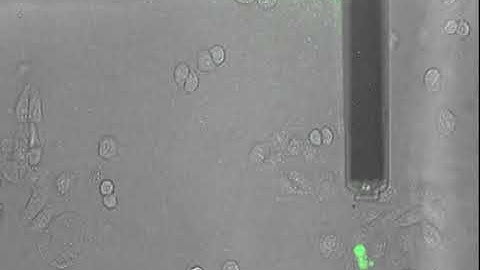 Single cell injection with FluidFM Probe Microscopy add-on for CoreAFM