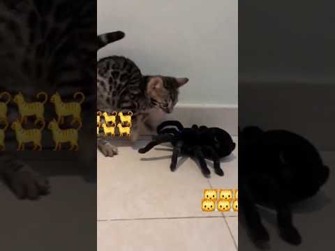 بابا عمرو دياب شوفو جمالو دبح قلبي بسلسالو وائل كفوري جديد نانسي محمد رمضان حفلة مقاطع ترند تيكتوك