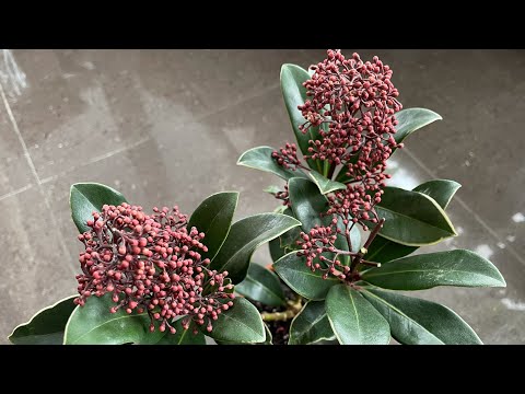 Video: Skimmia: кызамык жана япон скиммиясынын башка сорттору. Үй кам көрүү