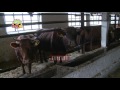 Молочное скотоводство в Донецке