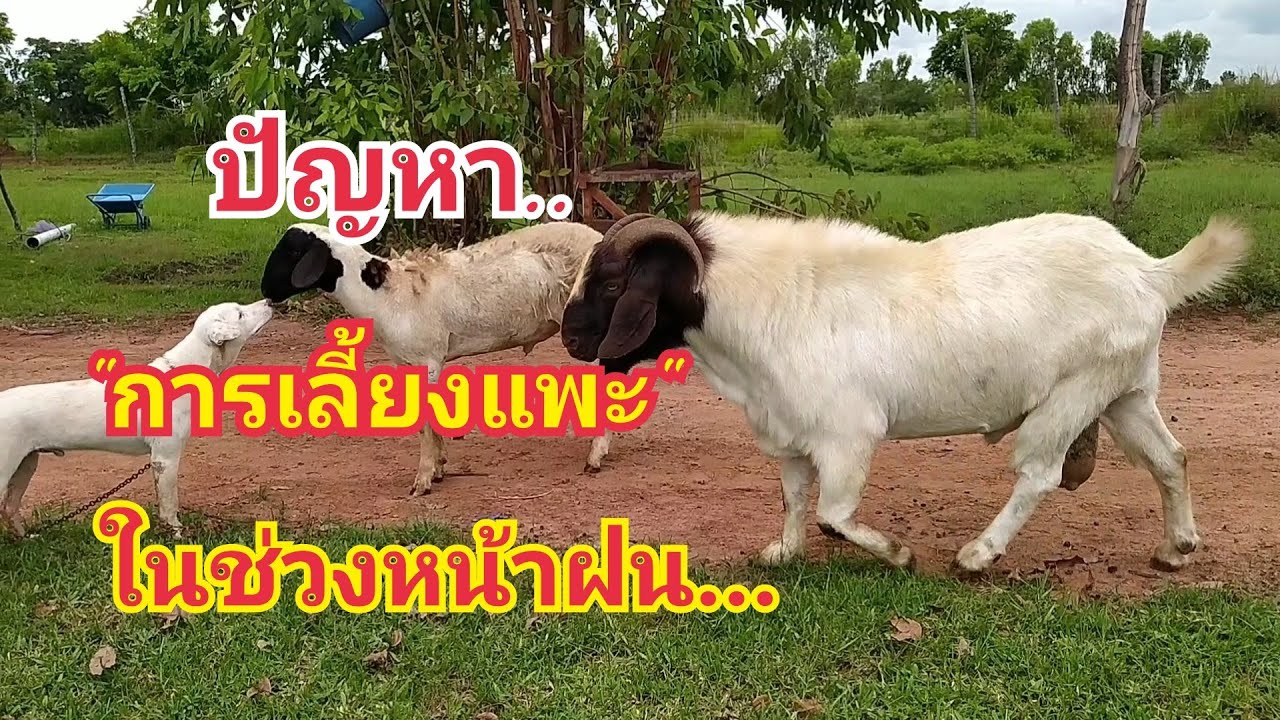 ปัญหา 