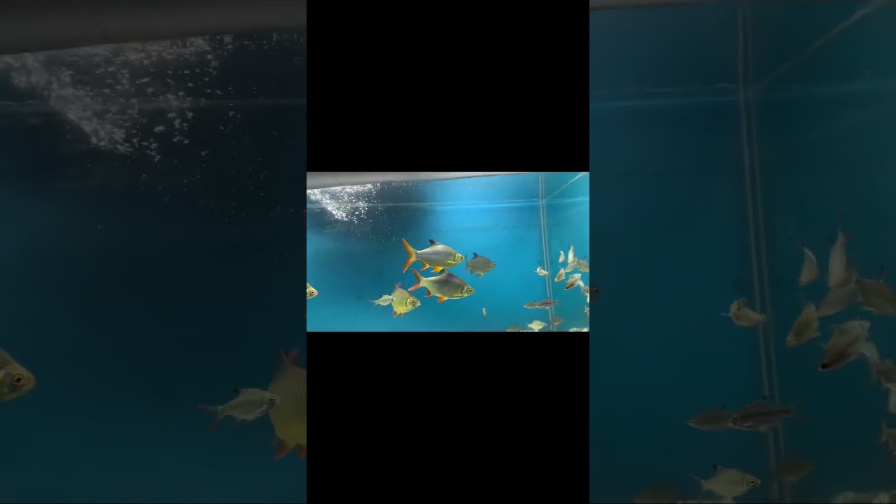 😍Under Water🌊Tunnel Aqua Exhibition…