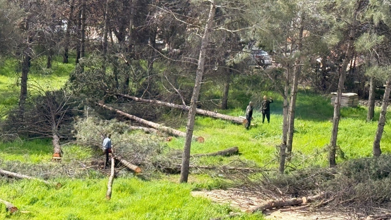 Adıyaman’da ağaç kesimine tepki: Vatandaşlar ‘katliam’ dedi