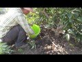 CRF appliction in an avocado orchard