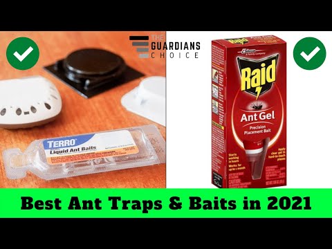 Top 10 Best Ant Traps & Baits in 2021