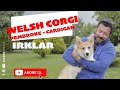 Köpek Irkları - Pembroke Welsh Corgi の動画、YouTube動画。
