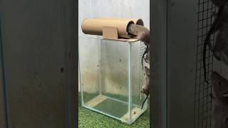 Best Mouse Trap Idea/Creative Trap #Rat #Mousetrap #Mousetrap2022