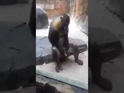 THE MONKEY MASTURBATE 😃 😅 🤣 😂 - YouTube.