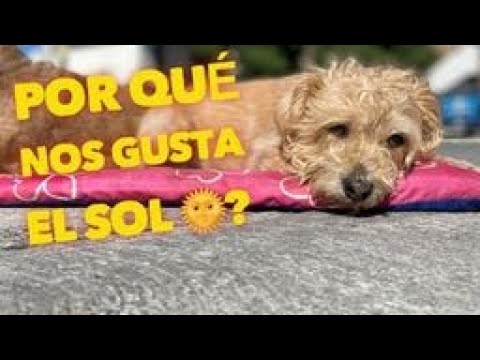 Video: Pregúntele a un veterinario: ¿Por qué mi perro se mete en la basura mientras estoy fuera?