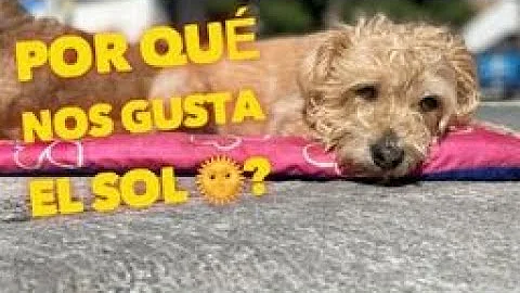 ¿Puede el sol dañar los ojos de los perros?