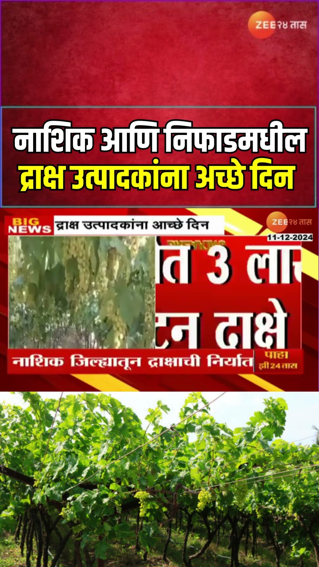 Nashik Nifad Grapes Export Gets Good Response | नाशिक आणि निफाडमधील द्राक्ष उत्पादकांना अच्छे दिन
