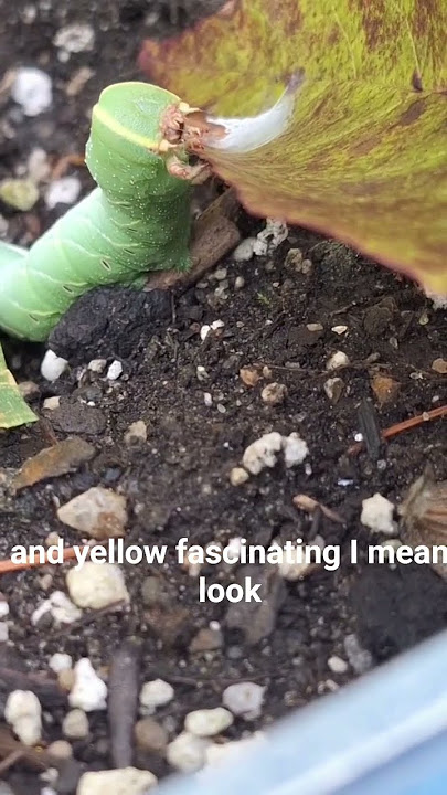 Amazing caterpillar eats leaves and dirt. I could watch all day. #wow #animals