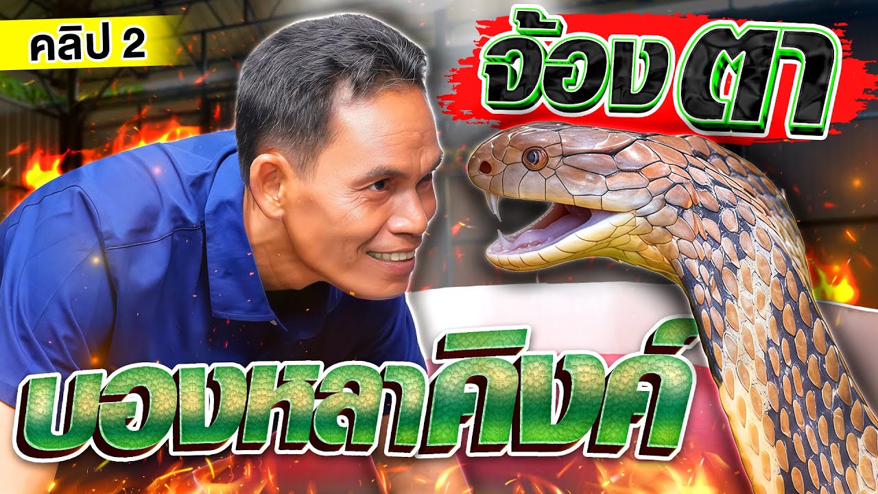 คลิป 2 | ท้าทายอสรพิษ คนทั้งสตูกลั้นหายใจ #บังยา จ้องตาจงอางยักษ์ | SUPER100