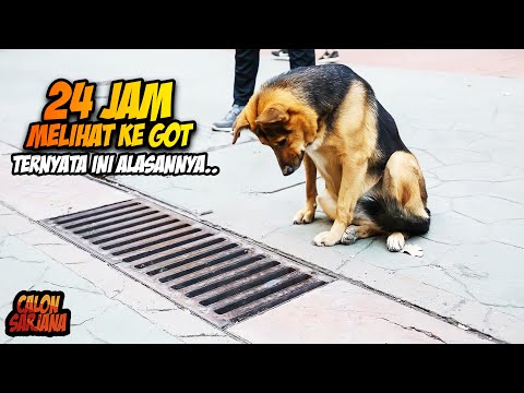 Video: Selama 10 Tahun, Manusia Menakjubkan Ini Menyelamatkan Wangnya Untuk Membeli An Ambulans Untuk Anjing-anjing Aneh