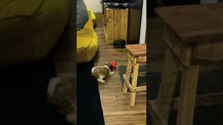 My puppy having a fight with her toy 😆 #dog #dog #doglover #toys #funny #funnyshorts #laugh