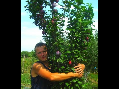 Video: Kichina Plum