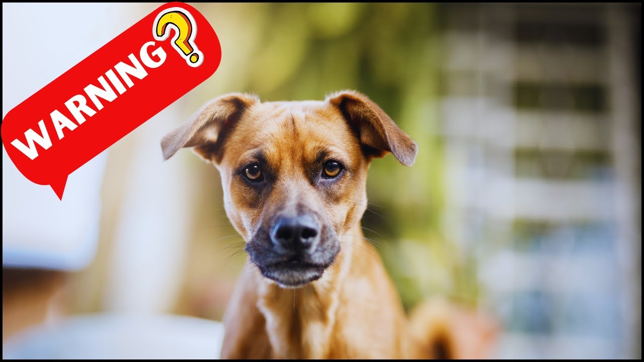 Image showcasing Why Your Dog Always Stare At You??👀🐕( 9 Common Reasons) - YouTube