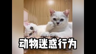 动物迷惑行为