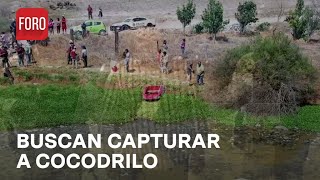 Operativo para capturar un cocodrilo en la Laguna la Piedad, Estado de México - Expreso de la Mañana