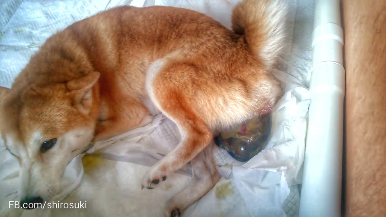 Birth Of Shiba Inu Puppy 1 Of 3 2nd Litter Girl