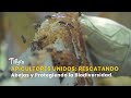 Apicultores Unidos: Rescatando Abejas y Protegiendo la Biodiversidad - TvAgro por Juan Gonzalo Angel