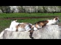 Donkey taxi with cats