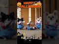 ハッピーハロウィンなチワワ【うちのわんこ】　#チワワ #犬 #Chihuahua #shorts