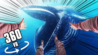 360° SWALLOWED BY A BLUE WHALE!! screenshot 5