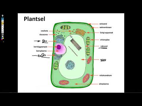 Video: Wat is die verskil tussen diersel en plantsel?