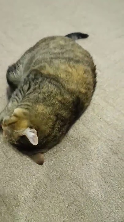 реакция на кошачью мяту 🐱 - YouTube
