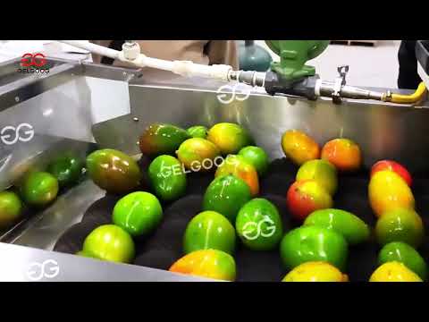 Complete Mango Washing and Grading Plant for Commercial Production